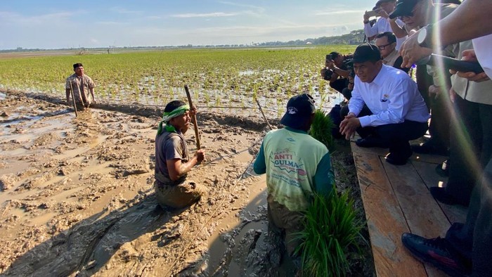Dana Rp231 Miliar Digelontorkan untuk Pulihkan Pertanian Aceh Pascabencana, Lahan dan Produksi Jadi Prioritas
